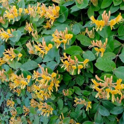 Жимолость ТЕЛЬМАНА в Реутове