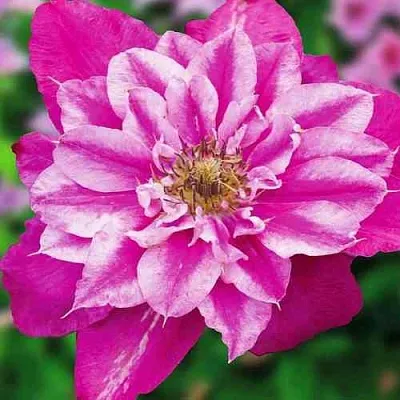 Клематис МАЙ ДАРЛИНГ   Клематис МАЙ ДАРЛИНГ  в Реутове