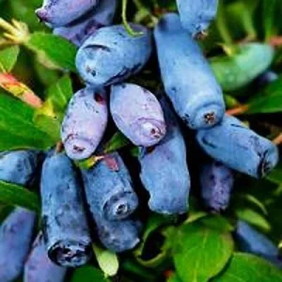 Жимолость съедобная ВОЛХОВА в Реутове