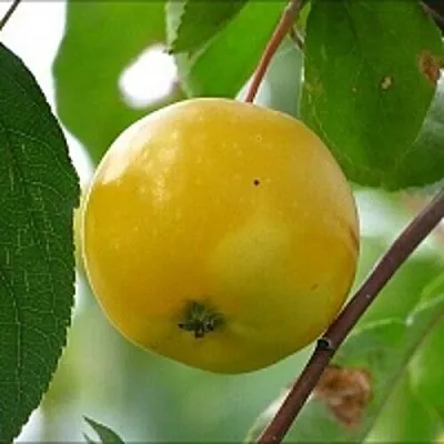 Яблоня КИТАЙКА ЖЁЛТАЯ колонновидная  Яблоня КИТАЙКА ЖЁЛТАЯ колонновидная в Реутове