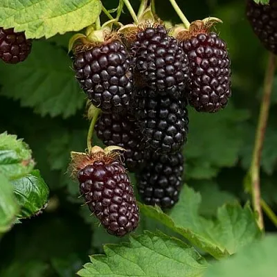 Ежемалина  Ежемалина в Реутове