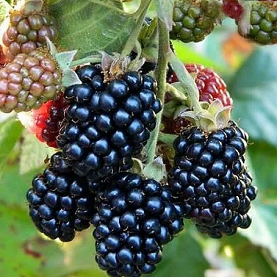 Ежевика ОУАЧИТА бесшипная  Ежевика ОУАЧИТА бесшипная в Реутове