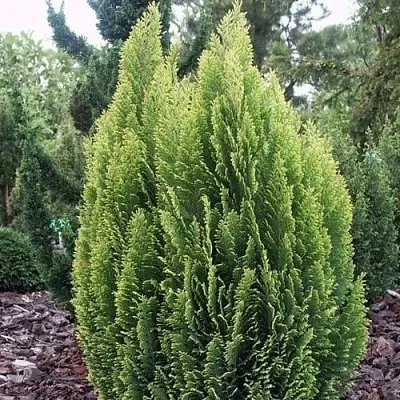 Кипарисовик ЭЛВУДИ ЭМПАЙР лавсана  Кипарисовик ЭЛВУДИ ЭМПАЙР лавсана в Реутове