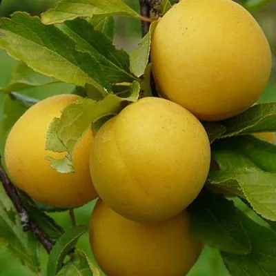 Слива СОЛНЫШКО  Слива СОЛНЫШКО в Реутове