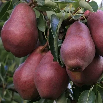 Груша РЕД ВИЛЬЯМС  Груша РЕД ВИЛЬЯМС в Реутове