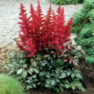 Астильба МОНТГОМЕРИ японская — описание сорта Астильба МОНТГОМЕРИ японская в Реутове