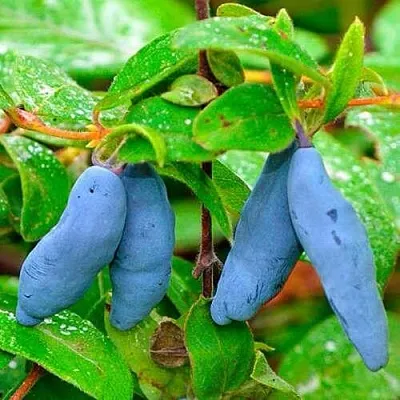 Жимолость съедобная МОРЕНА в Реутове