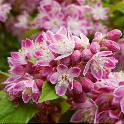 Дейция СТРОБЕРРИ ФИЛДС   Дейция СТРОБЕРРИ ФИЛДС  в Реутове