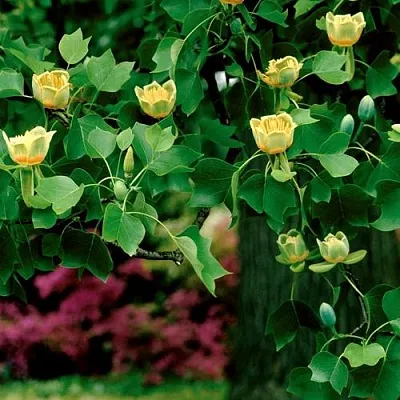 Лириодендрон   Лириодендрон  в Реутове