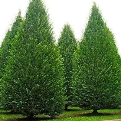 Граб   Граб  в Реутове