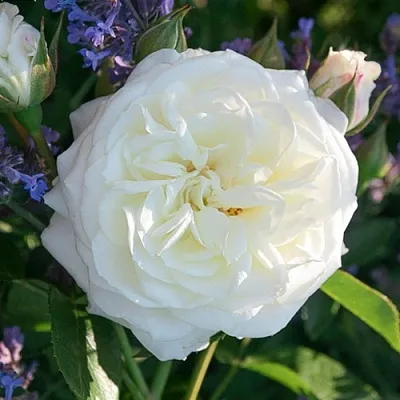 Саженцы роз АЛАБАСТЕР флорибунда  Саженцы роз АЛАБАСТЕР флорибунда в Реутове