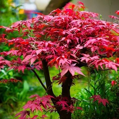 Клен дланевидный АТРОПУРПУРЕУМ  Клен дланевидный АТРОПУРПУРЕУМ в Реутове