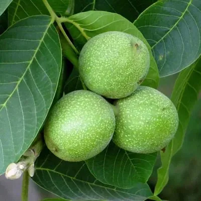 Грецкий орех ЮРИЙ ГАГАРИН  Грецкий орех ЮРИЙ ГАГАРИН в Реутове