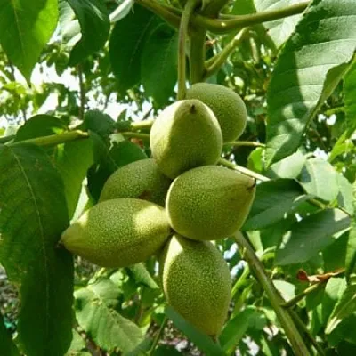 Маньчжурский орех   Маньчжурский орех  в Реутове