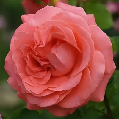 Саженцы роз ДИДИ БРИДЖУОТЕР плетистая  Саженцы роз ДИДИ БРИДЖУОТЕР плетистая в Реутове