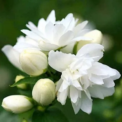 Жасмин ШНЕЕШТРУМ в Реутове