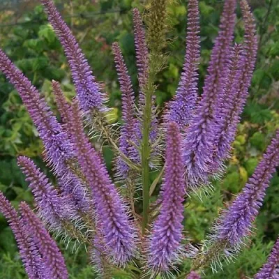 Вероникаструм ФАСЦИНЕЙШН в Реутове