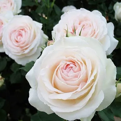 Саженцы роз ПАЛЕ РОЯЛЬ плетистая  Саженцы роз ПАЛЕ РОЯЛЬ плетистая в Реутове