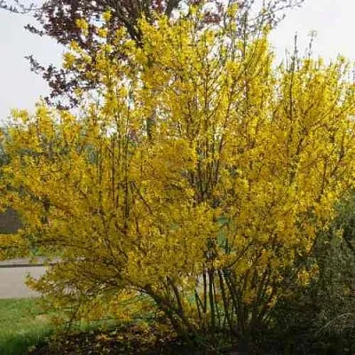 Форзиция КАМСОН промежуточная  Форзиция КАМСОН промежуточная в Реутове