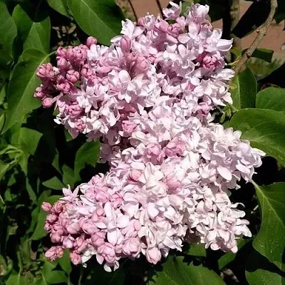 Сирень МИЛОСЕРДИЕ  Сирень МИЛОСЕРДИЕ в Реутове