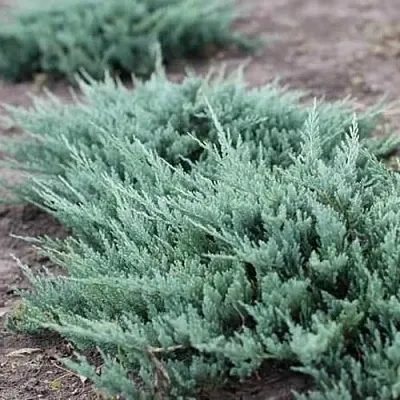 Можжевельник БЛЮ ЧИП горизонтальный  Можжевельник БЛЮ ЧИП горизонтальный в Реутове