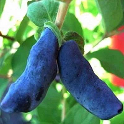 Жимолость съедобная БАКЧАРСКИЙ ВЕЛИКАН в Реутове