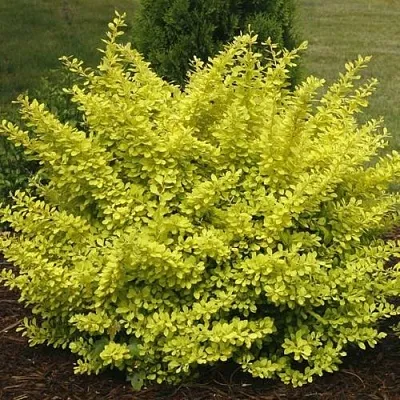 Барбарис АУРЕА тунберга  Барбарис АУРЕА тунберга в Реутове