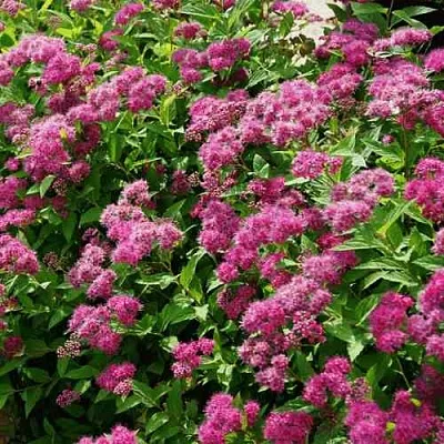 Спирея КРИСПА японская в Реутове