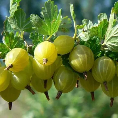 Крыжовник ХИННОНМАЙНЕН КЕЛЬТАЙНЕН  Крыжовник ХИННОНМАЙНЕН КЕЛЬТАЙНЕН в Реутове