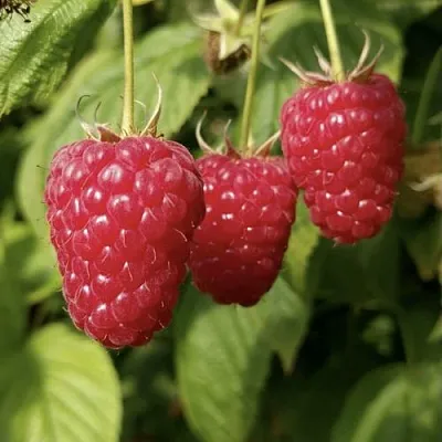 Малина МАПЕМА   Малина МАПЕМА  в Реутове