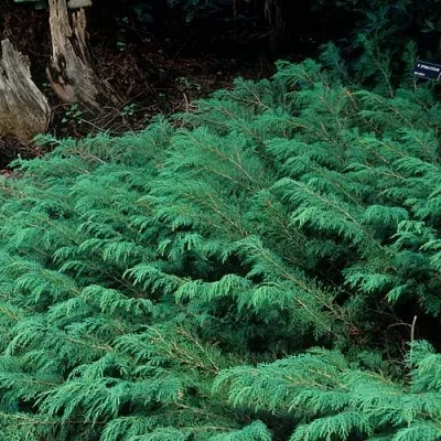 Микробиота  Микробиота в Реутове