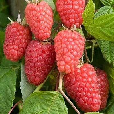 Малина КАСКАД ДЕЛАЙТ в Реутове