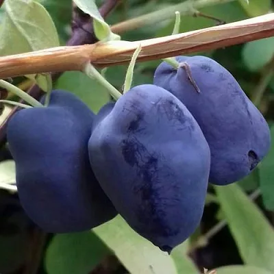 Жимолость съедобная БОРЕАЛ БЬЮТИ (СЕВЕРНАЯ КРАСАВИЦА) в Реутове