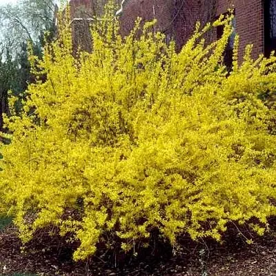 Форзиция ТАРАНДТ промежуточная  Форзиция ТАРАНДТ промежуточная в Реутове