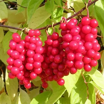 Лимонник ПЕРВЕНЕЦ китайский  Лимонник ПЕРВЕНЕЦ китайский в Реутове