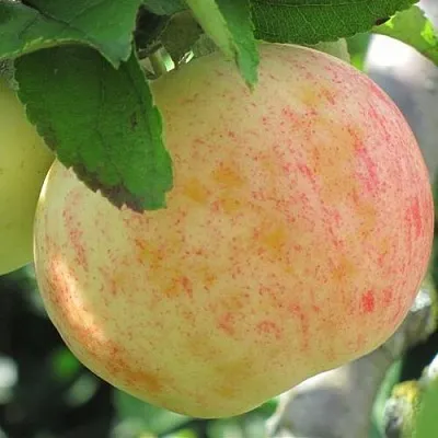 Яблоня ЛЕТНЕЕ СЛАДКОЕ  Яблоня ЛЕТНЕЕ СЛАДКОЕ в Реутове