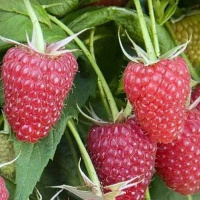 Малина ЕВРАЗИЯ  Малина ЕВРАЗИЯ в Реутове