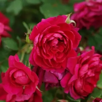 Саженцы роз КВАДРА плетистая  Саженцы роз КВАДРА плетистая в Реутове