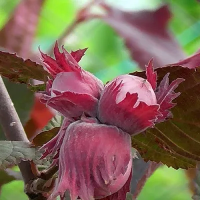 Фундук КАРДИНАЛ  Фундук КАРДИНАЛ в Реутове