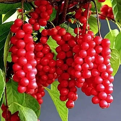 Лимонник САДОВЫЙ 1 китайский   Лимонник САДОВЫЙ 1 китайский  в Реутове