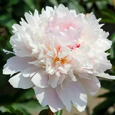 Пион АЛЕРТИ травянистый  Пион АЛЕРТИ травянистый в Реутове