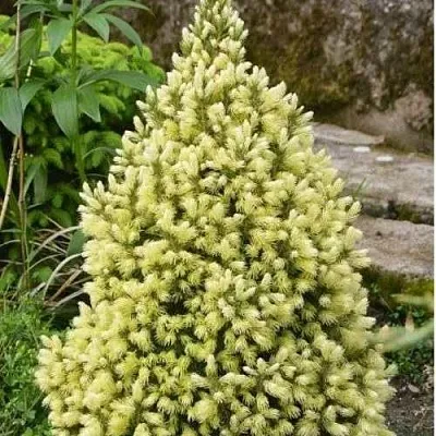 Ель МАЙГОЛД колючая  Ель МАЙГОЛД колючая в Реутове