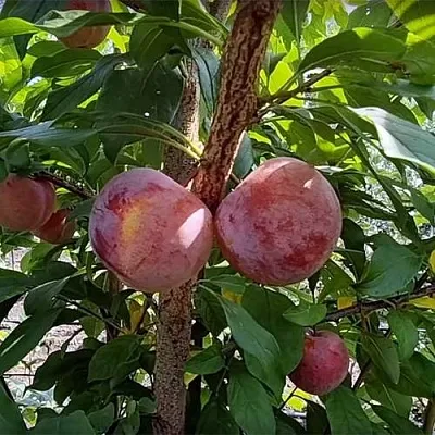 Плуот ГЕО ПРАЙД  Плуот ГЕО ПРАЙД в Реутове