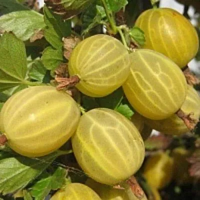 Крыжовник КУРШУ ДЗИНТАРС  Крыжовник КУРШУ ДЗИНТАРС в Реутове