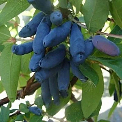 Жимолость съедобная ГОРДОСТЬ БАКЧАРА в Реутове