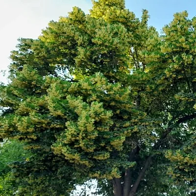 Липа  Липа в Реутове