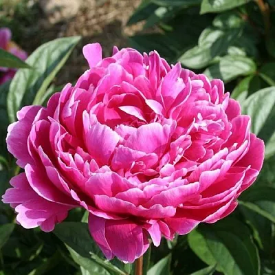 Пион СЕБАСТЬЯН МААС травянистый  Пион СЕБАСТЬЯН МААС травянистый в Реутове