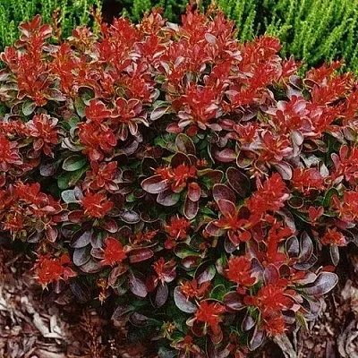 Барбарис КАРМЕН тунберга  Барбарис КАРМЕН тунберга в Реутове