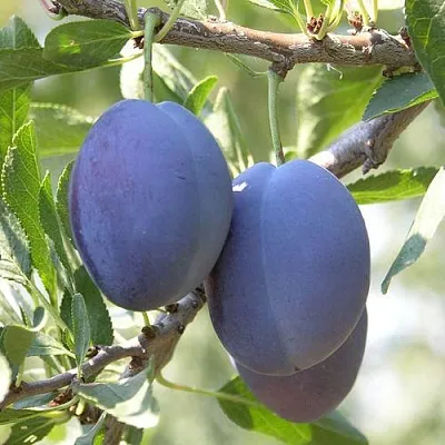 Слива СТЭНЛИ  Слива СТЭНЛИ в Реутове