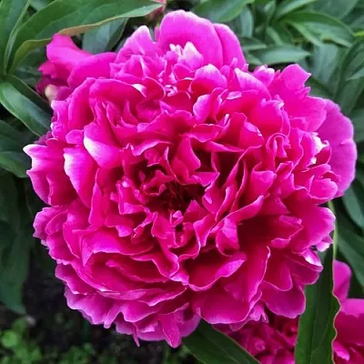 Пион КАРЛ РОЗЕНФЕЛЬД травянистый  Пион КАРЛ РОЗЕНФЕЛЬД травянистый в Реутове